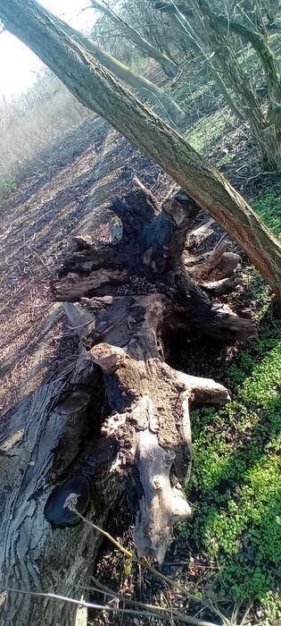 Lemn de nuc tăiat în toamnă