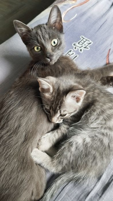 Котенок, 3 месяца, мальчик