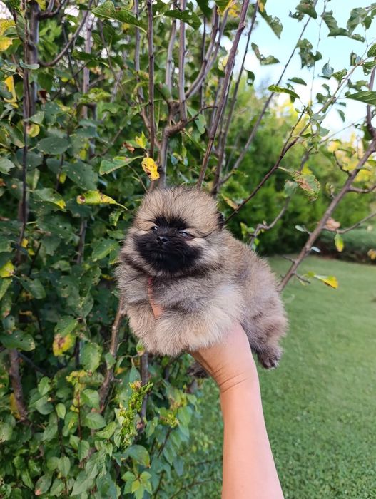Pomeranian mini toy