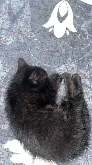 Отдам кошку Алматы