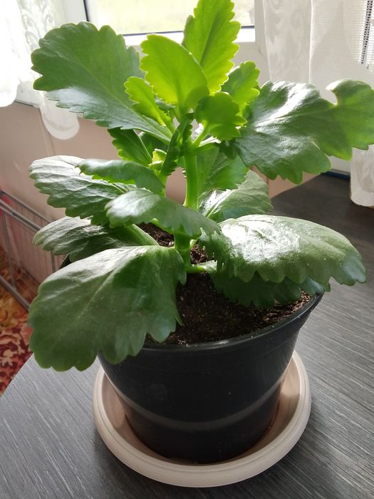 Продаю каланхоэ.