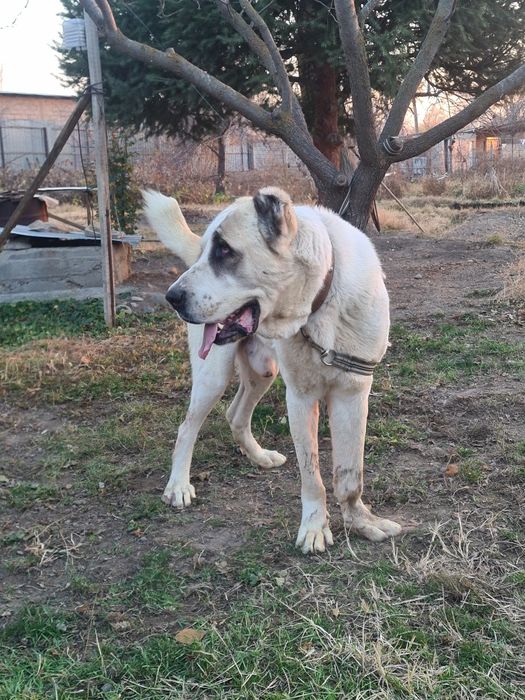 Продам алабай кабель