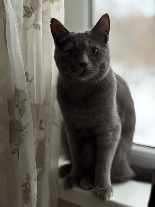 Британский кот 1год