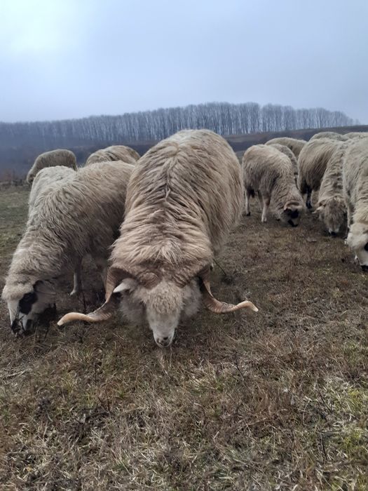 De vânzare 2 oi tinere și un berbec tânăr