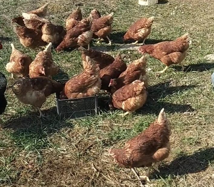 Продам кур Ломан Браун