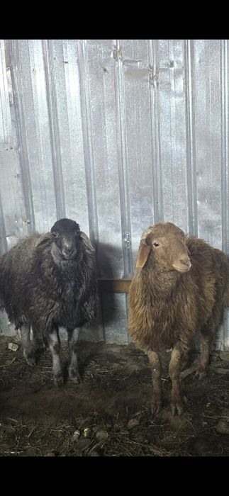 Кой токты тоқты қой