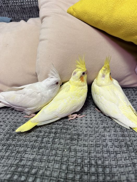 Попугай Корелла