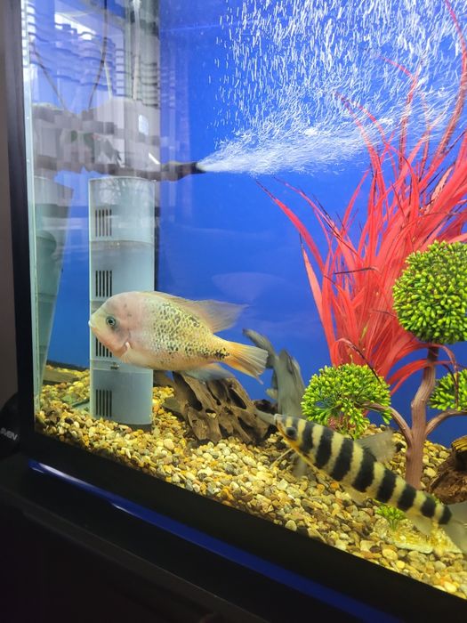 Аквариумная рыбка лепоринус