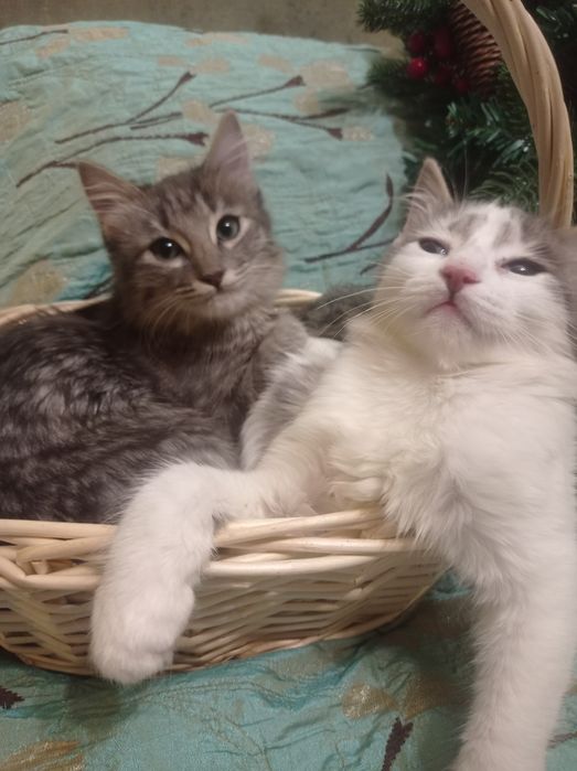 На счастье! КотЯтки домашние