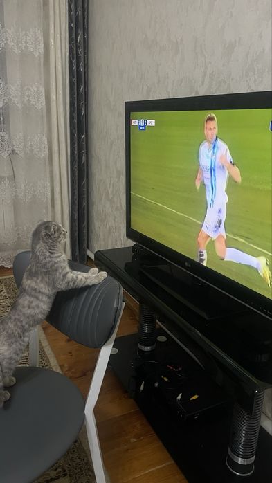 Шотландский вислоухий котенок
