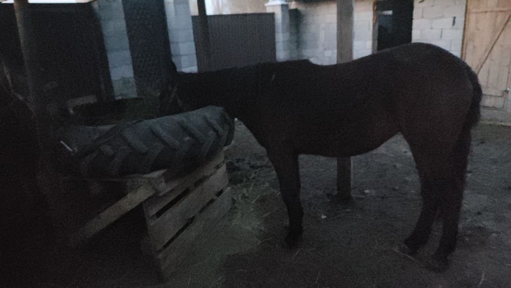 Байталдар сатамын