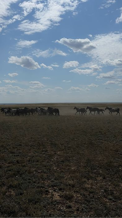 2 үйір жылқы сатылады.