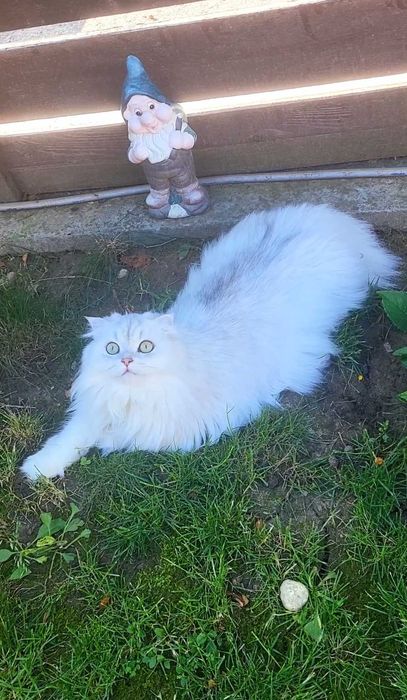 Baiat SUPERB  Scottish fold cu pedigree wcf