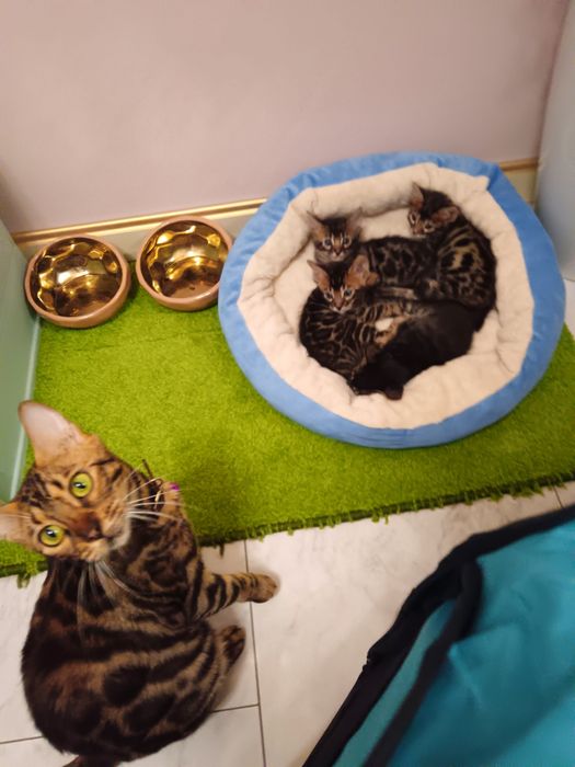 Бенгал мушуги болалари тоза зотли