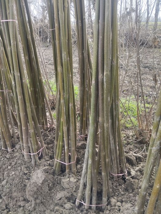 Ку́чатлар сифатли ва су́ртига кафолат мавжут