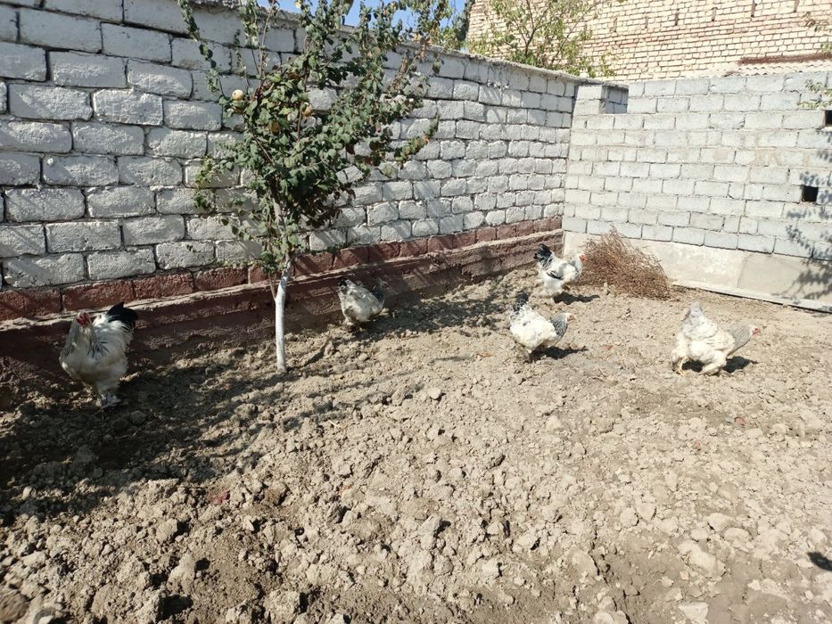 Brama tuxumlari sotiladi, sifati a’lo, manzil Bekobod shaxri