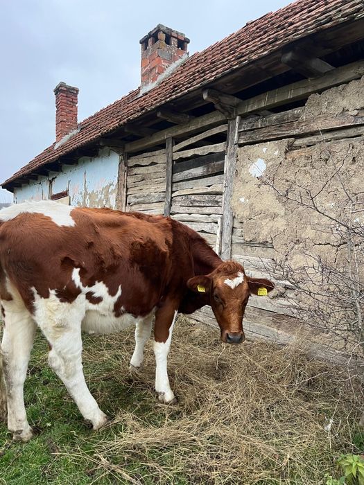 Am spre vânzare 2 vaci