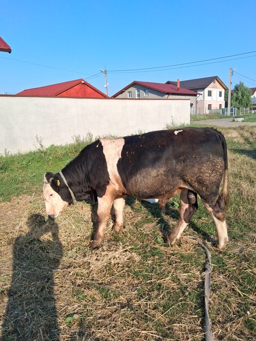 Vând taur de 10 luni