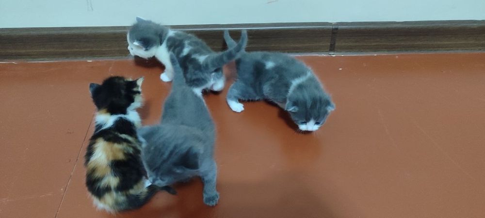 Продается кошки пародисты чисто кровные