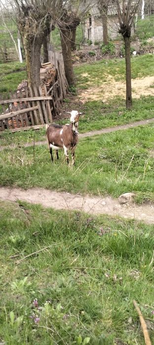 Capre de vânzare cu ieiz