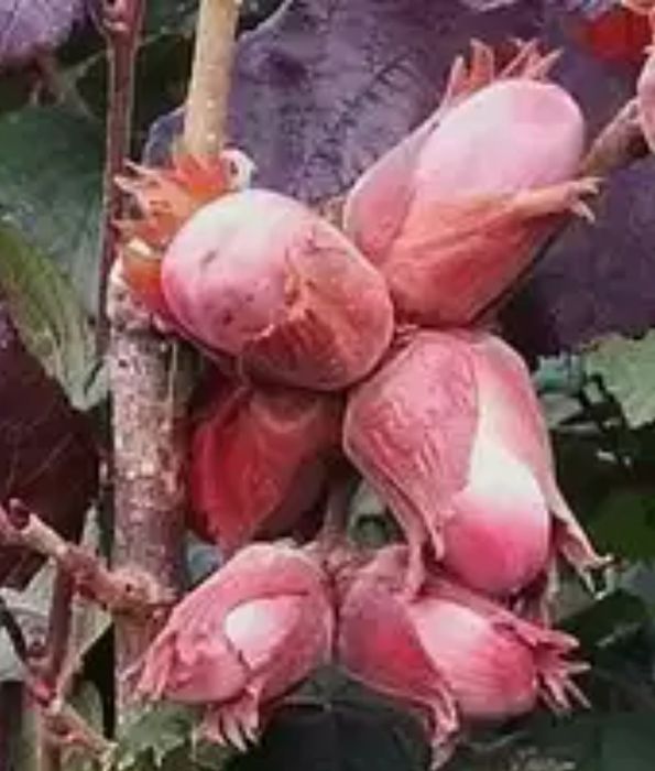 Alun Soiul ( LAMBERT )