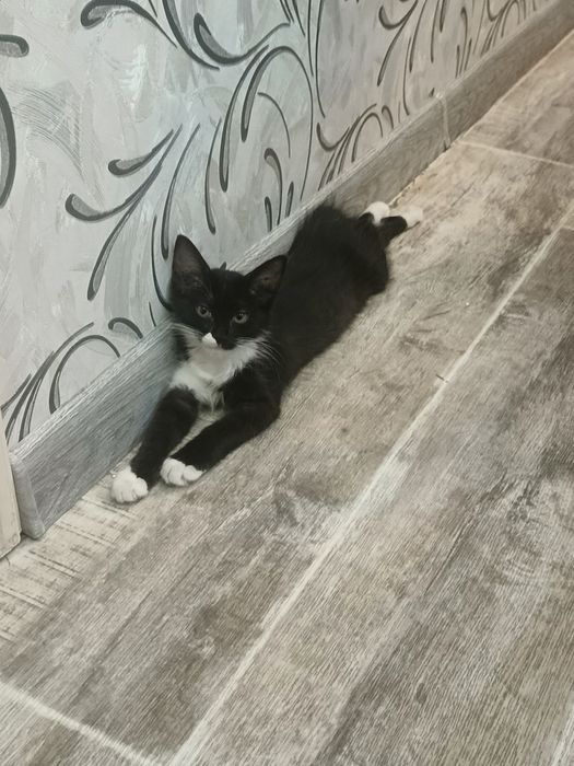 Пристраивается очень ласковая котёнок девочка