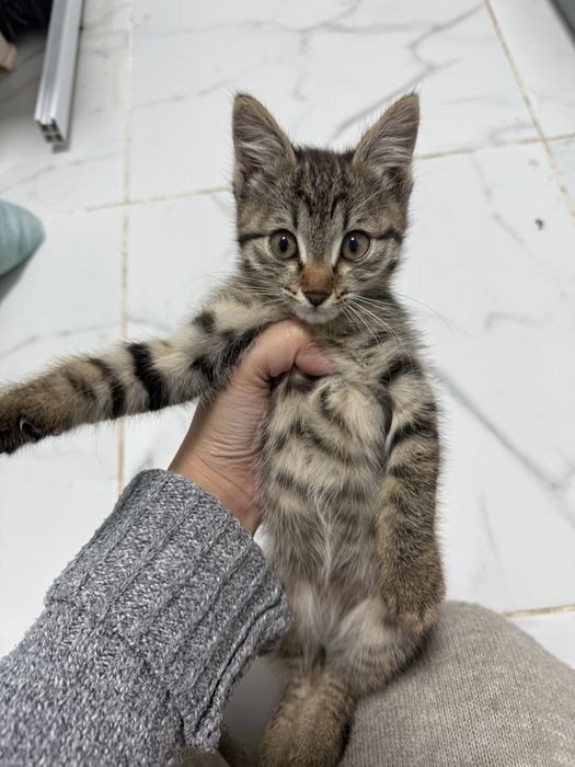 Милая кошка где до то 4 месяца