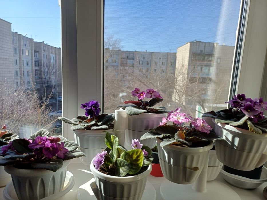 Продаются различные цветы