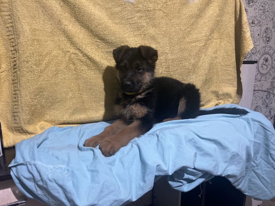 Щенки немецкой овчарки