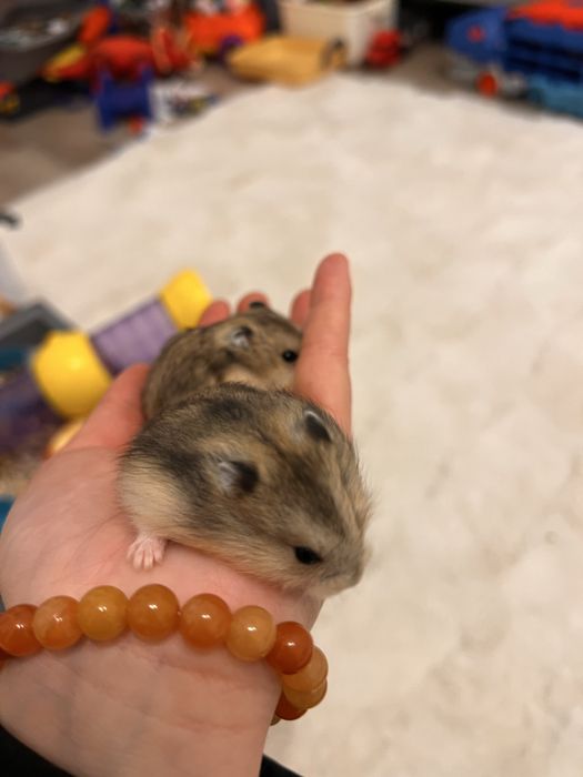 Donez hamsteri , NU livrez !
