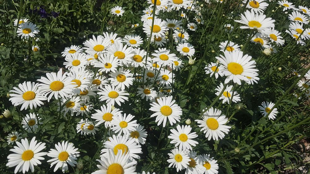 Ромашка садовая для букетов