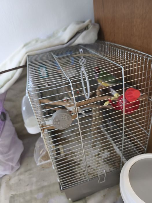 Vând cușcă papagali