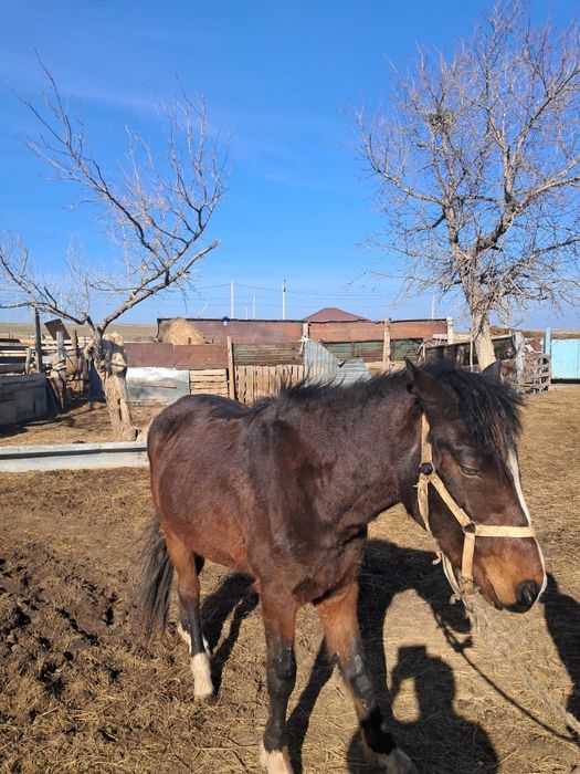 Кунан сатам мынгы жуас