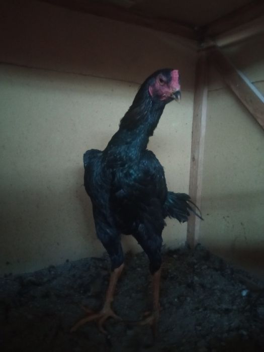 Мокйон 1та бачешкати