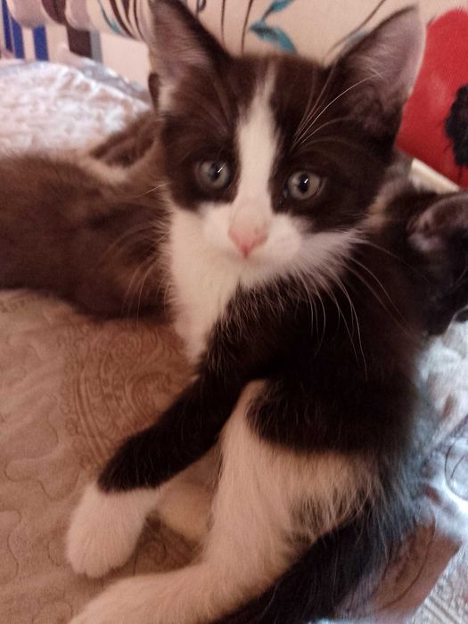 Отдам котят, бесплатно