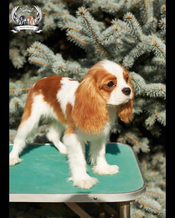 Кавалер Кинг Чарльз спаниель. Мальчик-5 месяцев.