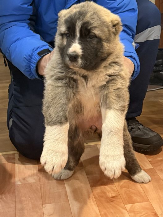 Щенок алабай 2,5 месяца.