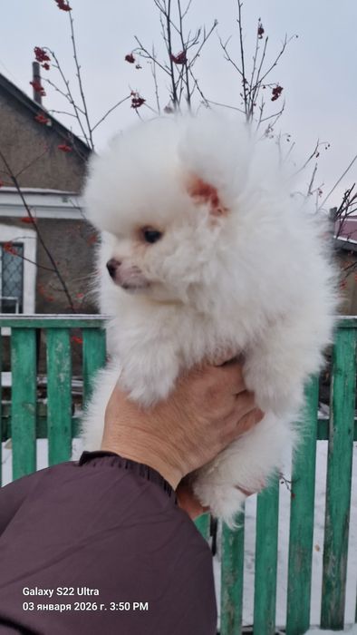 Продам шикарных щенков шпица, рассрочка каспи.