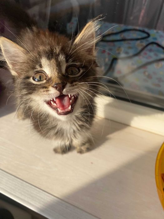 Ищет теплый дом маленький котенок мальчик!!!