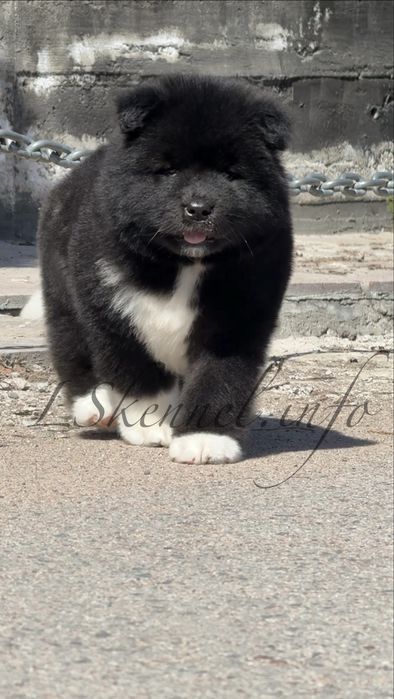 Американская акита, девочка.