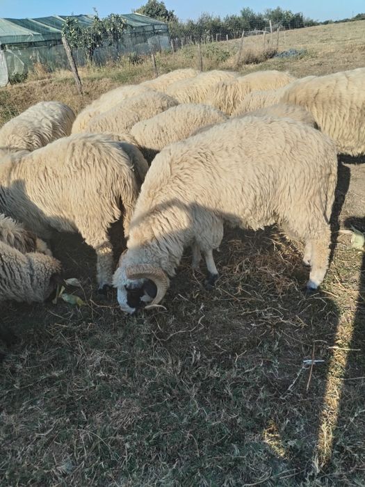 Vând 15 oi țurcane tinere  și 2 berbeci