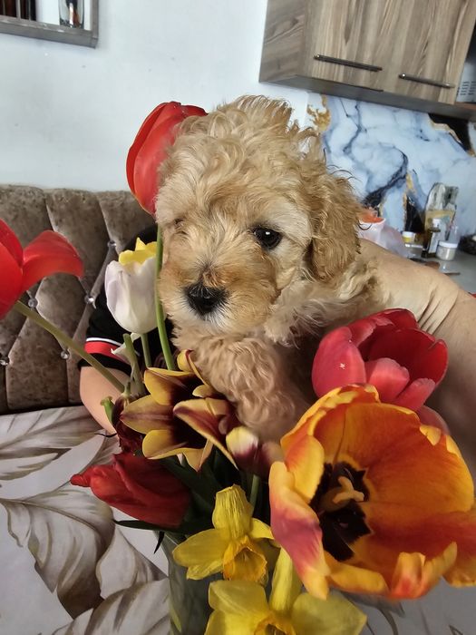 Продам милейших щенков Мальтипу