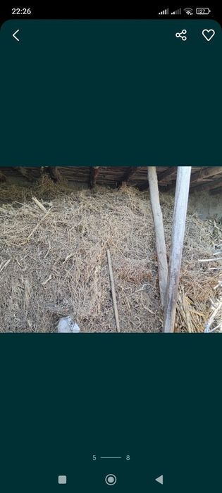 Беда ва мол овкатлари