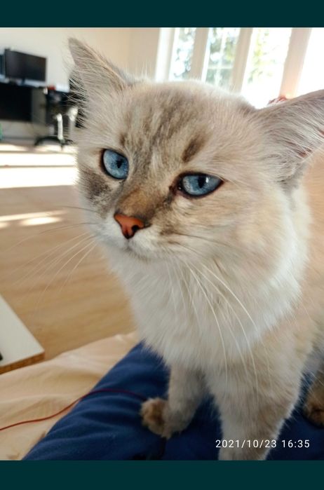 Котята Невская маскарадная !