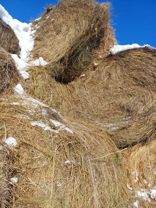 Продам сено в рулонах