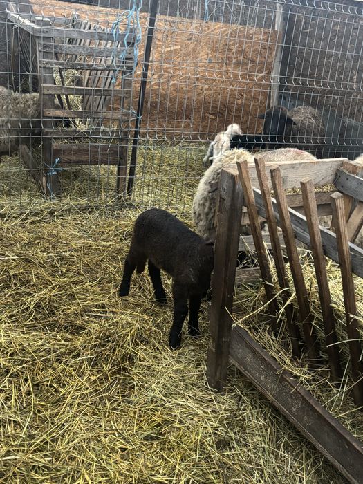 Vand 11 oi bune de tinut cu miei langa ele