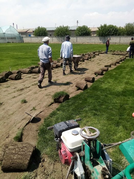 GAZON ekamiz tayyor gazon va sepish