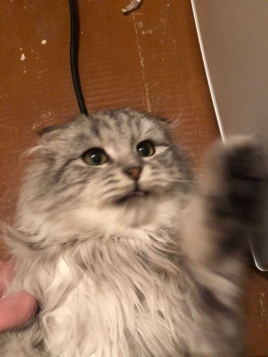 Вислоухая девущка-кошка