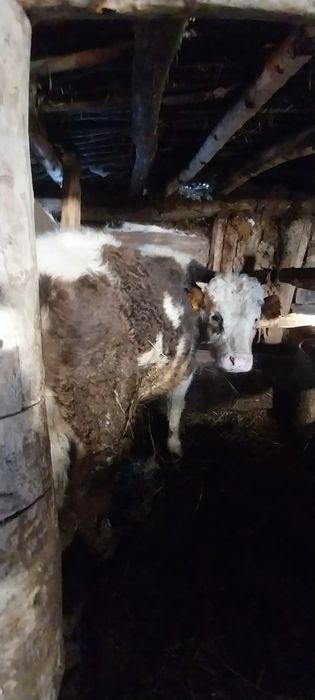 Продам быка 530тыс