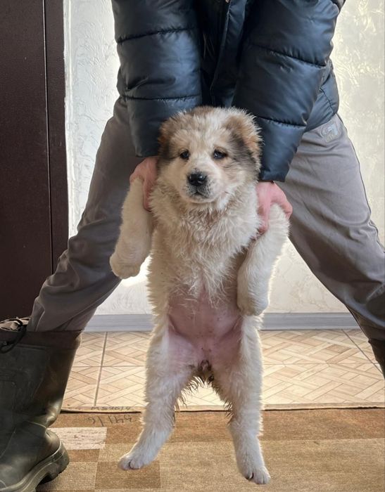 Продам щенка алабая тобета сао